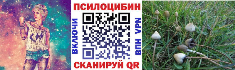блэк спрут зеркало  Ростов  Галлюциногенные грибы Cubensis 
